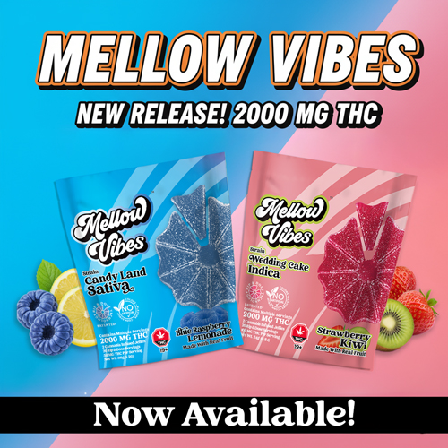 2-new-releases-sq2-500